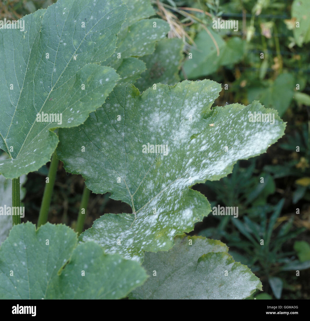 Powdery Mildew on Cucumber 'Bush Champion' Stock Photo