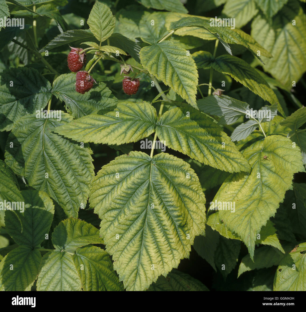 Mineral Deficiency - Lime induced Chlorosis causing Iron deficiency on Raspberry. Stock Photo