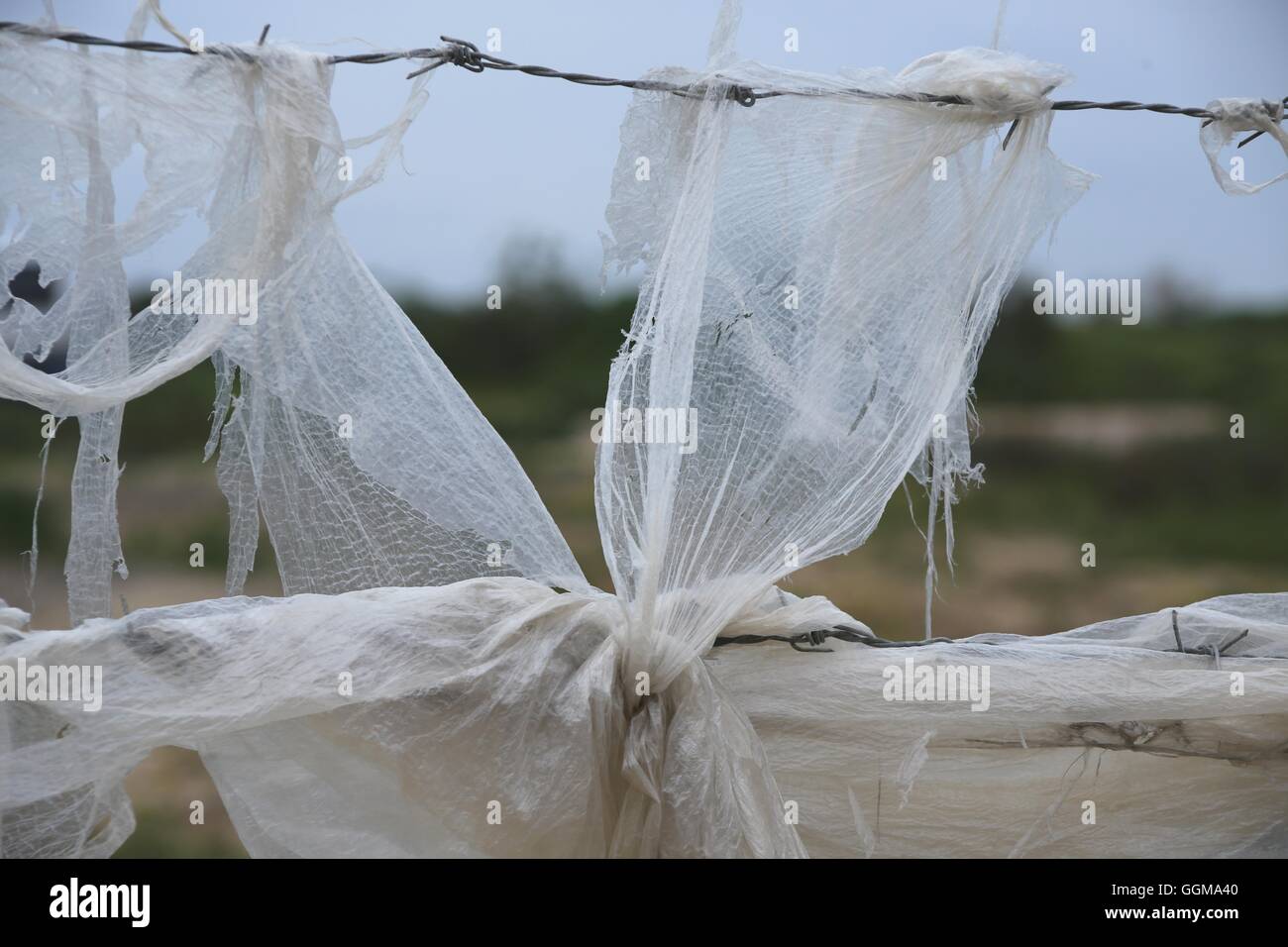 Torn plastic on barbed wire fence. White torn nylon hanged on barbed wire fence. Agricultural landscape in the background. Stock Photo