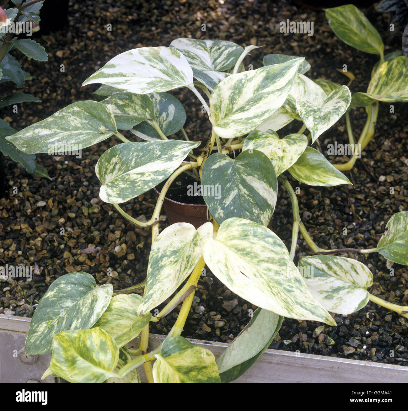 Epipremnum aureum AGM (Syn. Scindapsus aureus).   'Golden Pothos' or 'Devil's Ivy'. Stock Photo