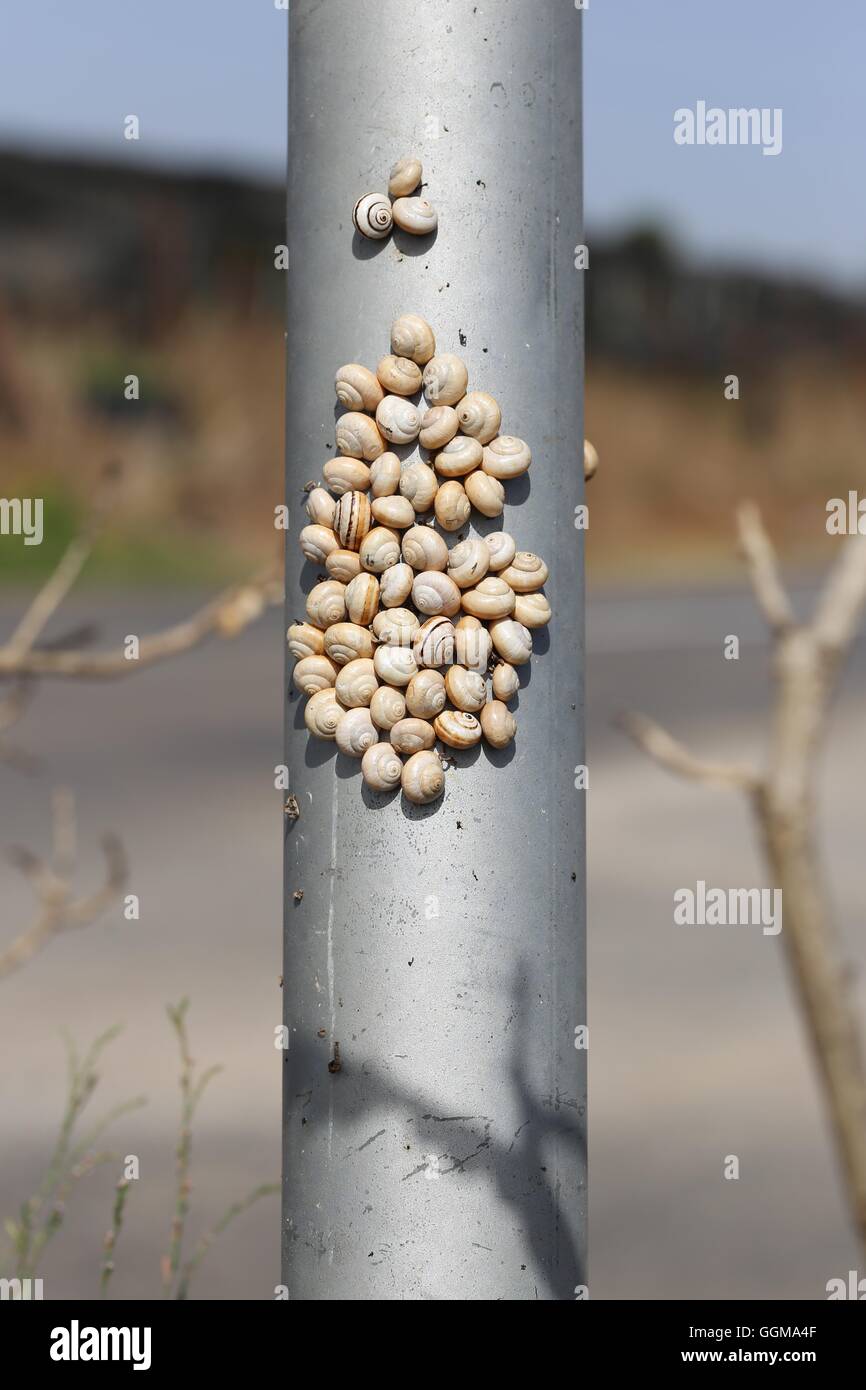 Cluster Snails on a Pole.  Group of white garden snails (also called Mediterranean coastal snail) attached to a traffic sign pole. Colony of land snai Stock Photo