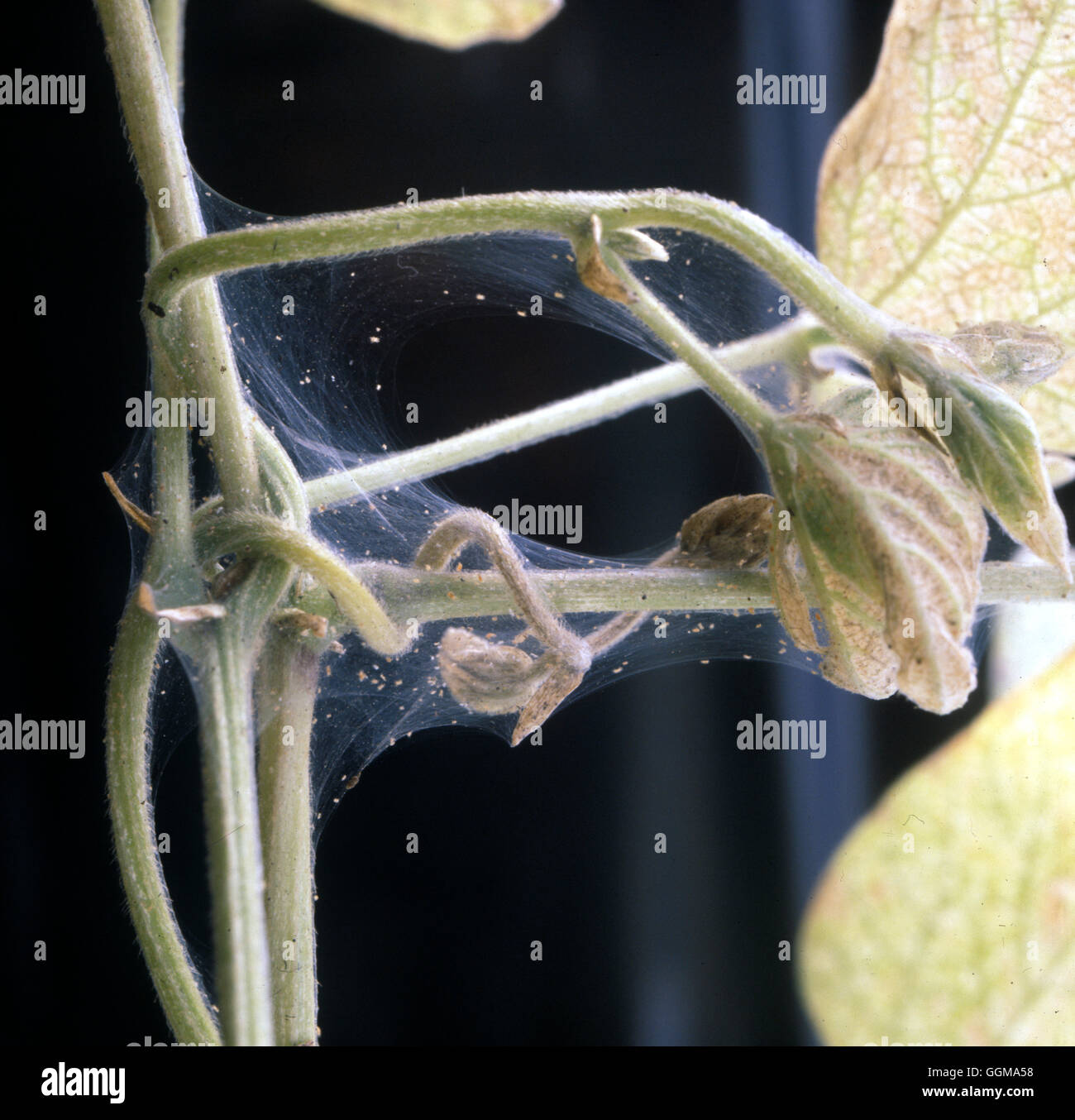 Red Spider Mite on Cucumber (Tetranychus urticae) Stock Photo