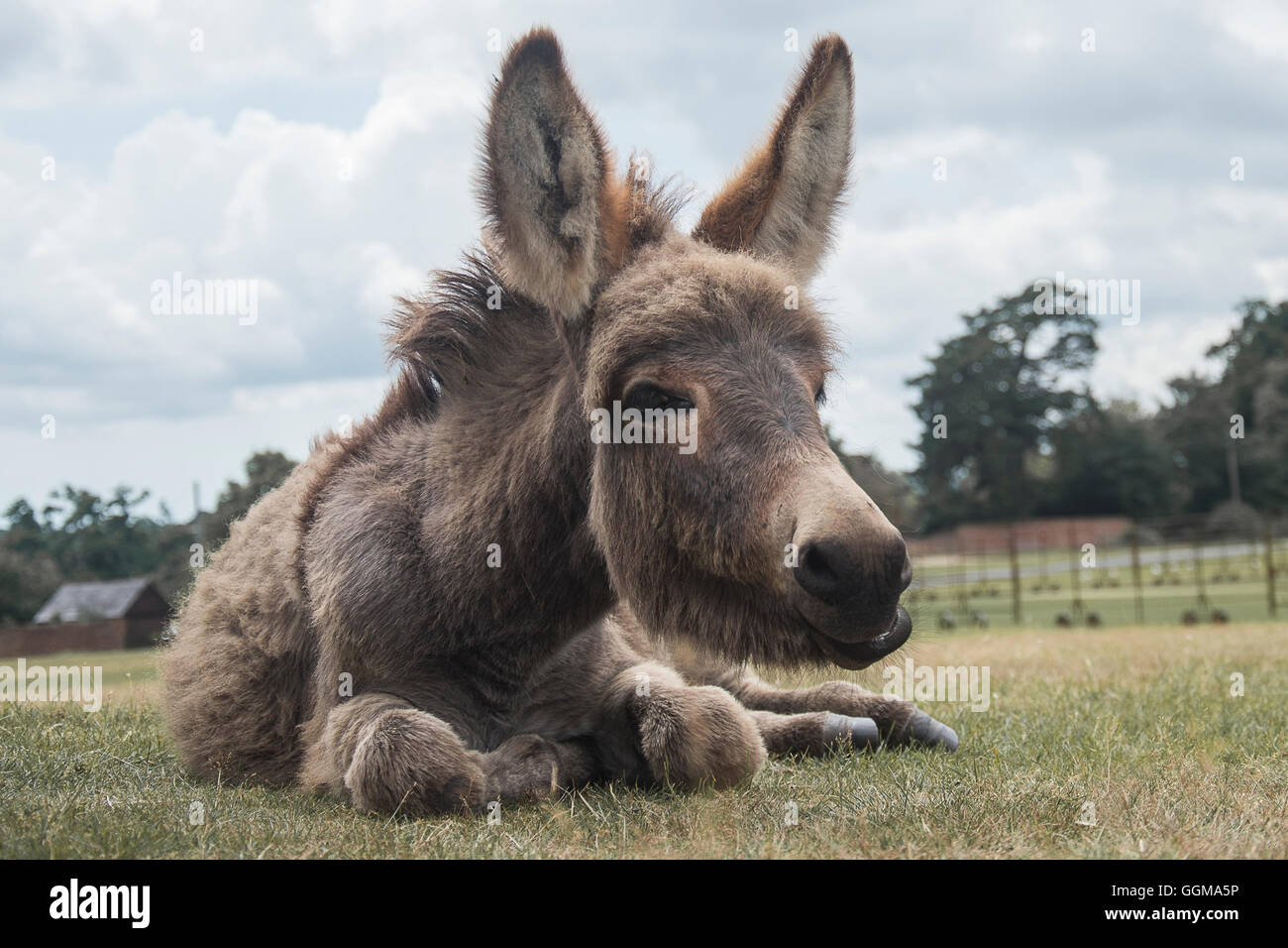 Donkeys relaxing on the Cricket Pitch outfield at Bolton's Bench, Lyndhurst Stock Photo