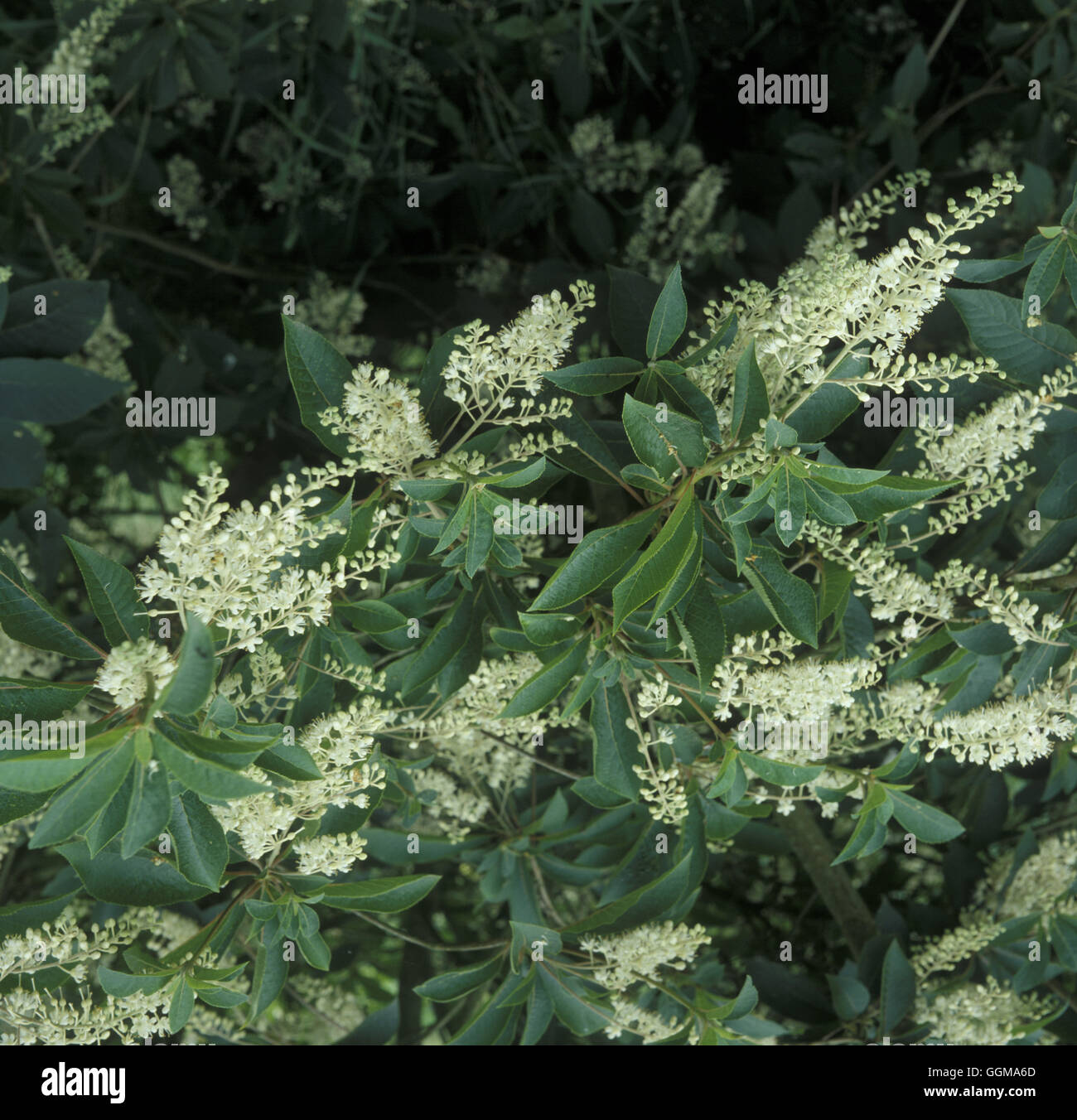 Clethra barbinervis AGM Stock Photo