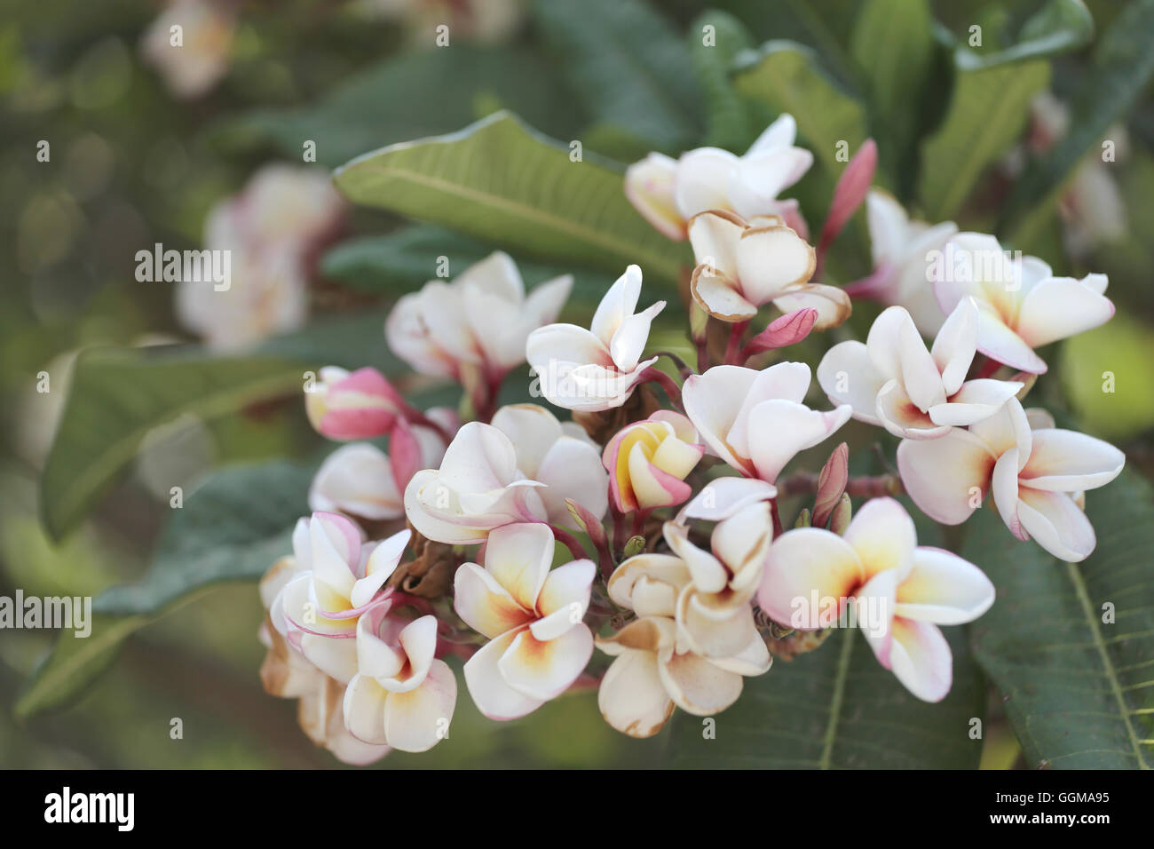 white plumeria or frangipani flower bloom on tree in the garden. Stock Photo