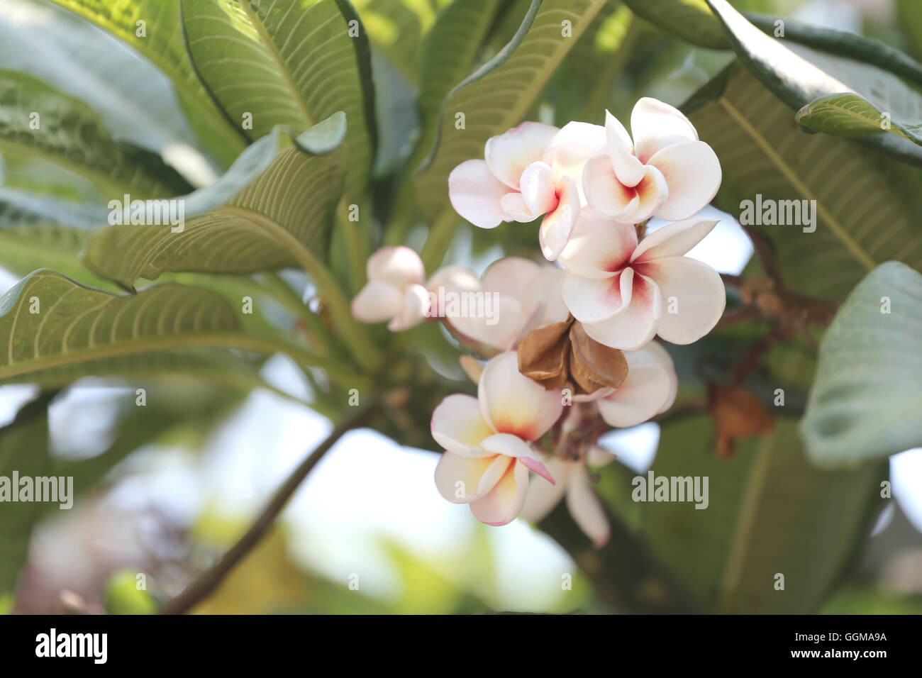 white plumeria or frangipani flower bloom on tree in the garden. Stock Photo