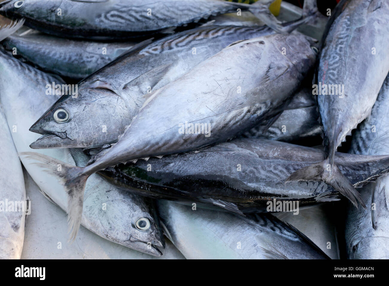 Longtail tuna or Northern bluefin tuna on the utensil for sell in the fish market. Stock Photo