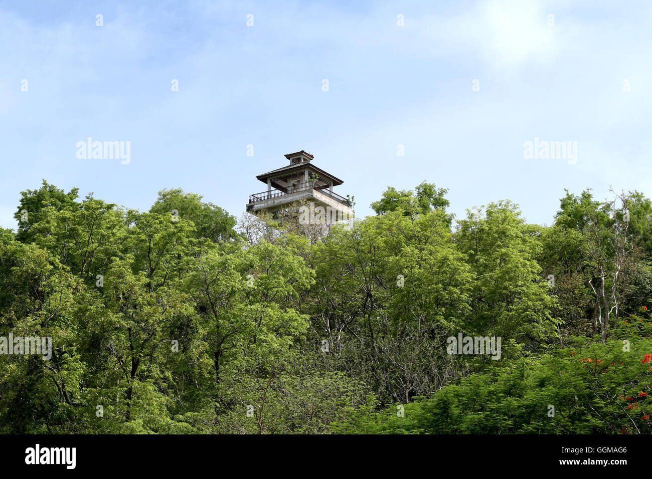 Tropical trees in the public park on blue sky background and have fine weather. Stock Photo