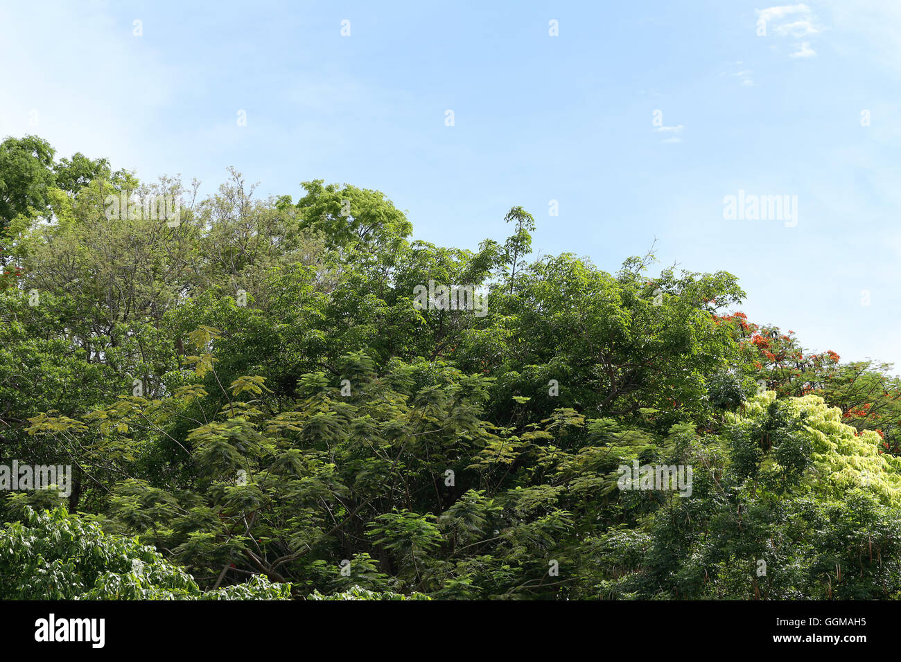 Tropical trees in the public park on blue sky background and have fine weather. Stock Photo