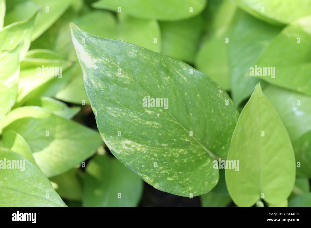 bright green leaves of tropical ornamental in the garden for nature background. Stock Photo