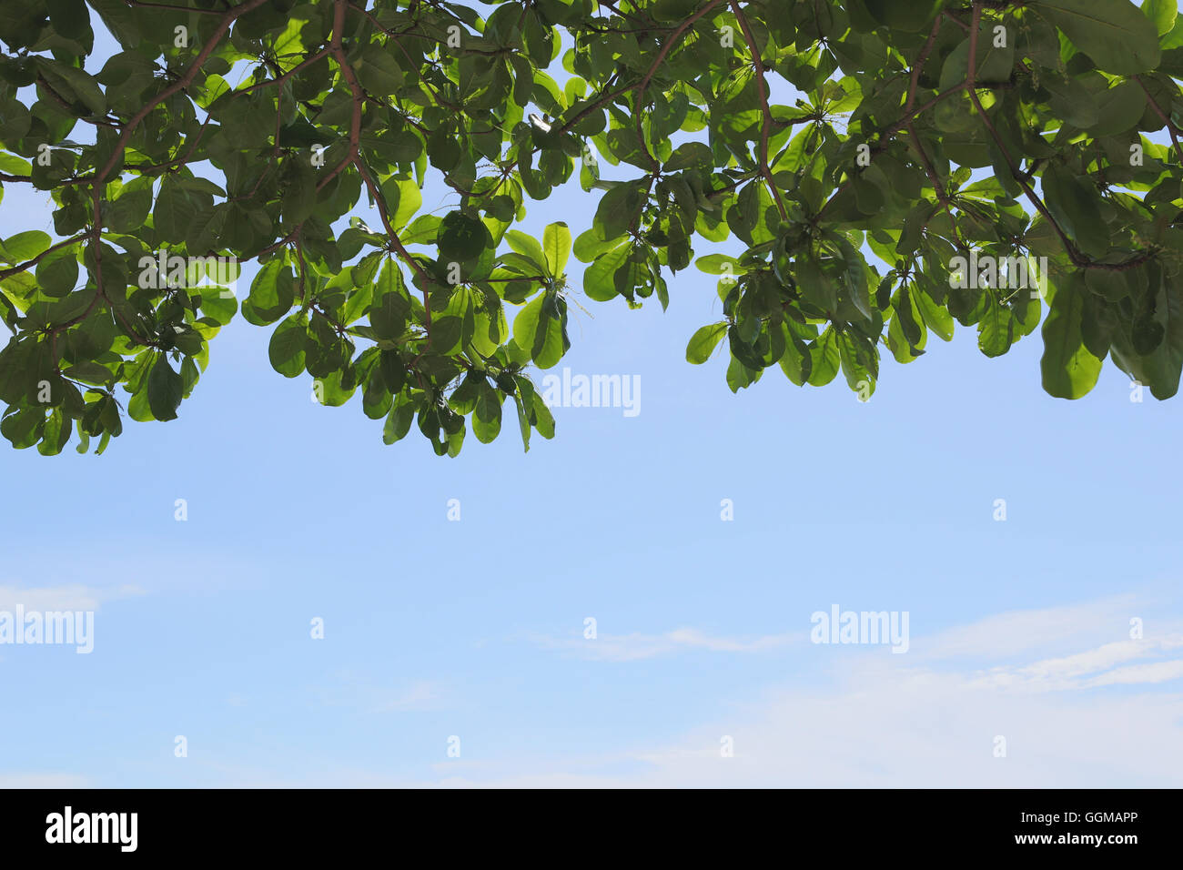 Tropical trees hi-res stock photography and images - Alamy