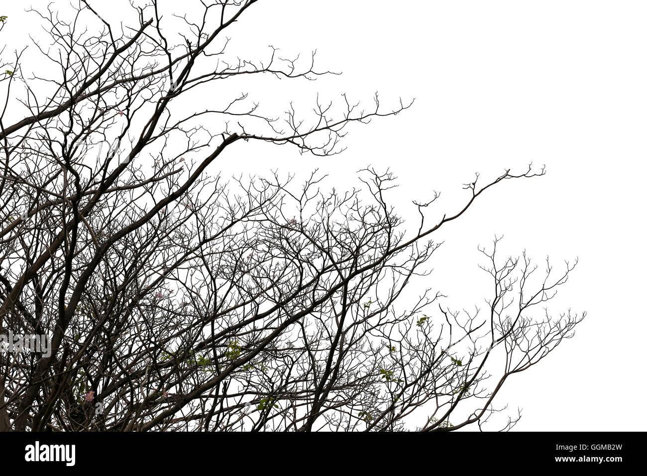 branches of deciduous trees in tropical woodland on the white background. Stock Photo