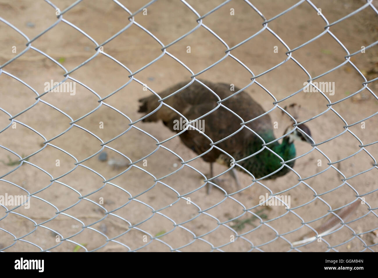 Peacock of conserve bird are trapped inside a cage concept of capturing