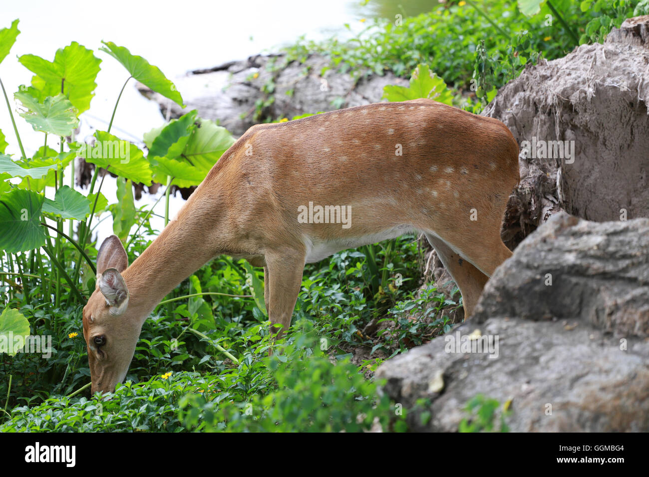 Deer or young hart animal in the forest Near the pond. Stock Photo