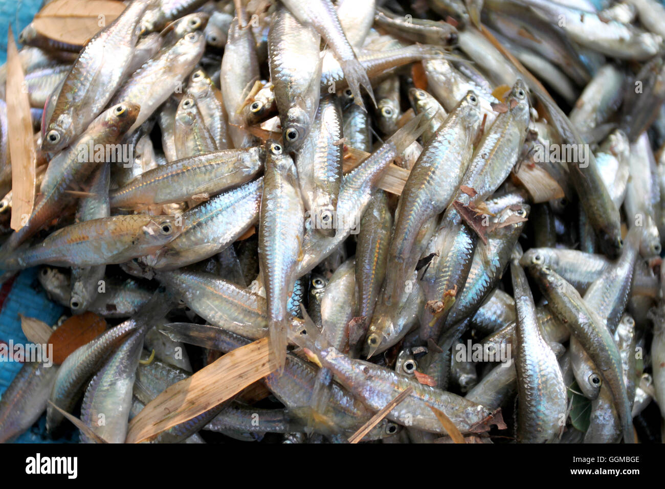 fathead minnow fish after being caught by fishermen for ingredient cooking. Stock Photo