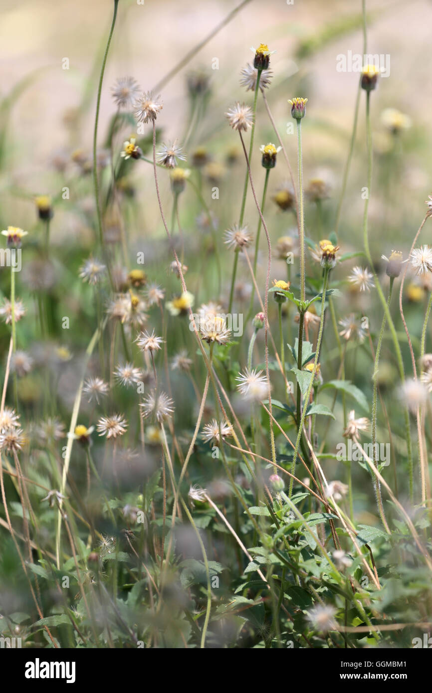 tropics grass flower in the meadow on soft focus of abstract nature background. Stock Photo