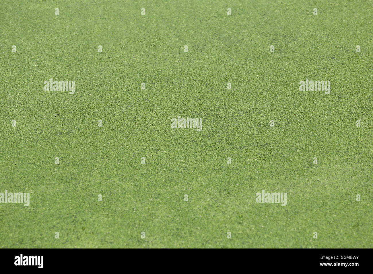 green lawn in the public garden for the nature background. Stock Photo