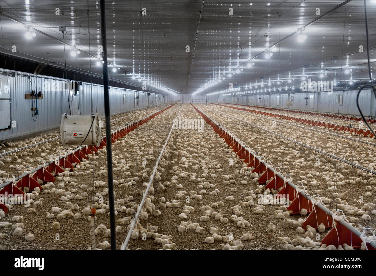 7 day old broiler chickens in commercial chicken barn Stock Photo