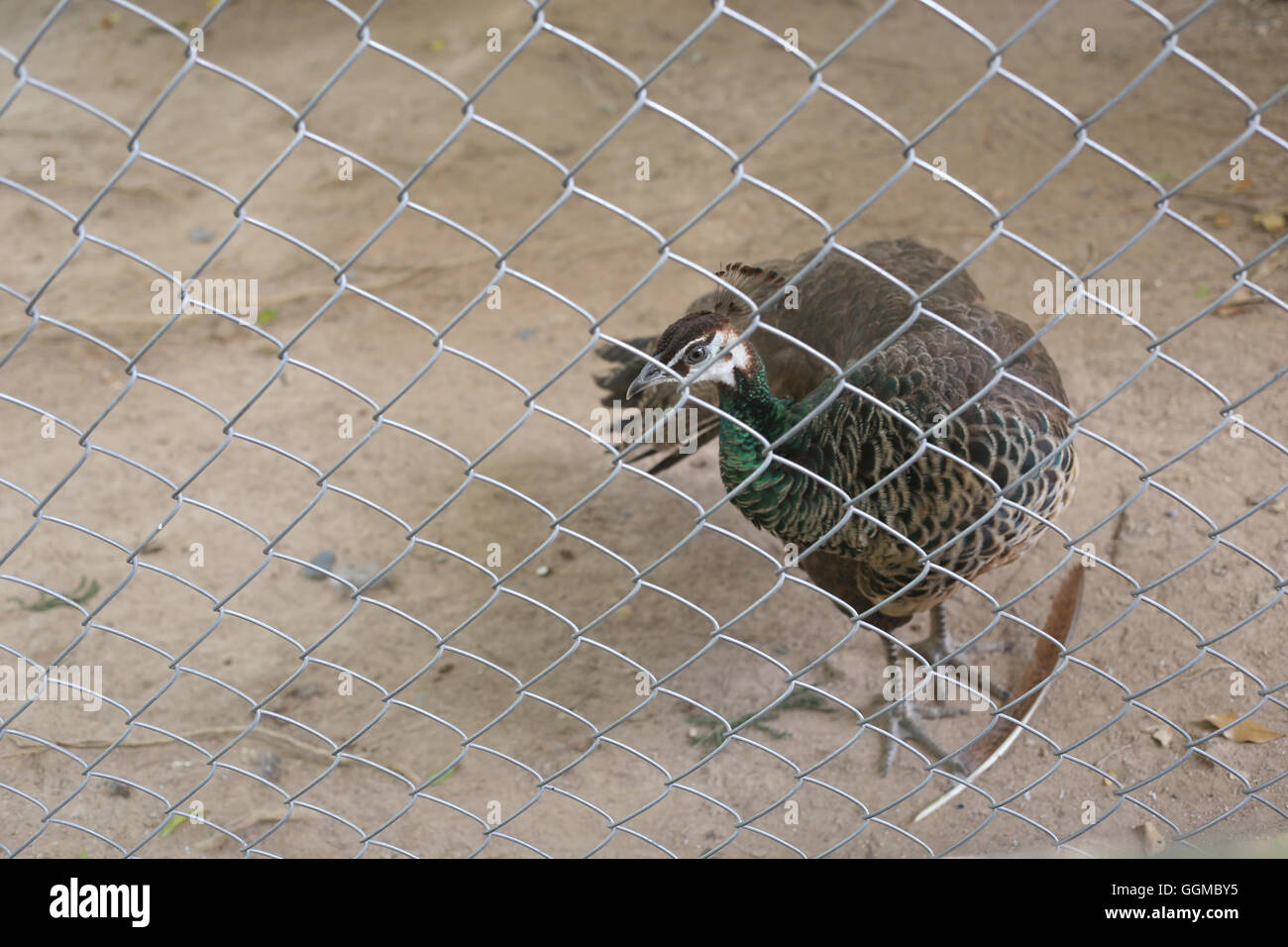 Peacock of conserve bird are trapped inside a cage concept of capturing wild animals. Stock Photo