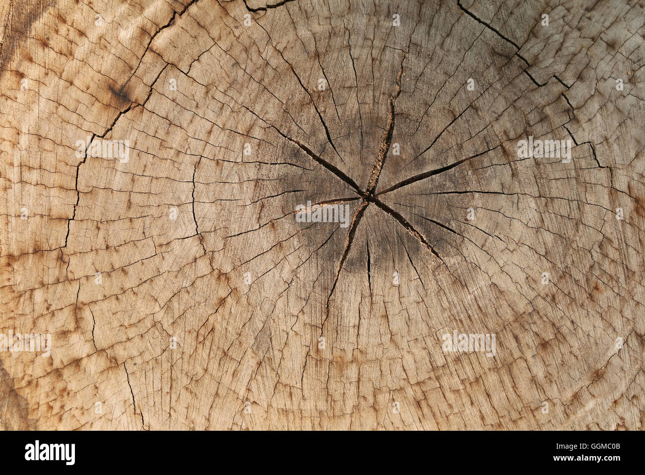 slice from a fir tree of old wood texture for background design nature. Stock Photo