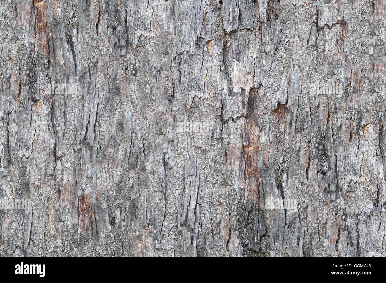 surface Tree trunk of bark tree weathered for design nature background. Stock Photo