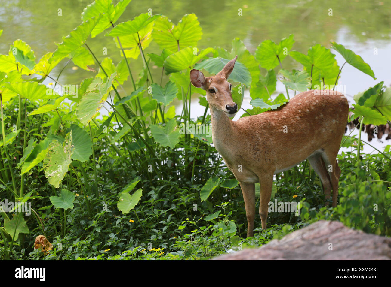 Deer or young hart animal in the forest Near the pond. Stock Photo