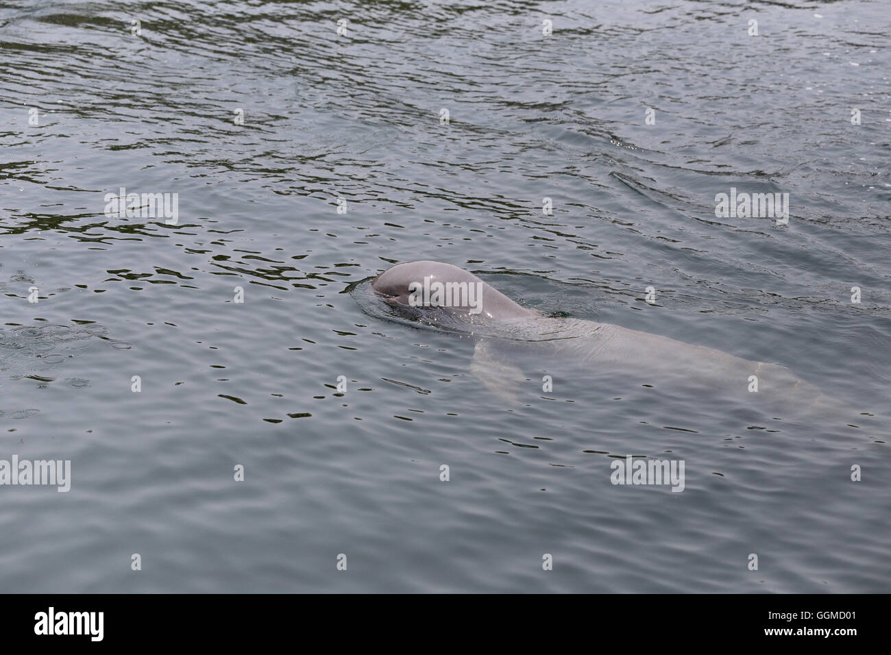 Dolphins is swimming water in the sea for the design animal background. Stock Photo