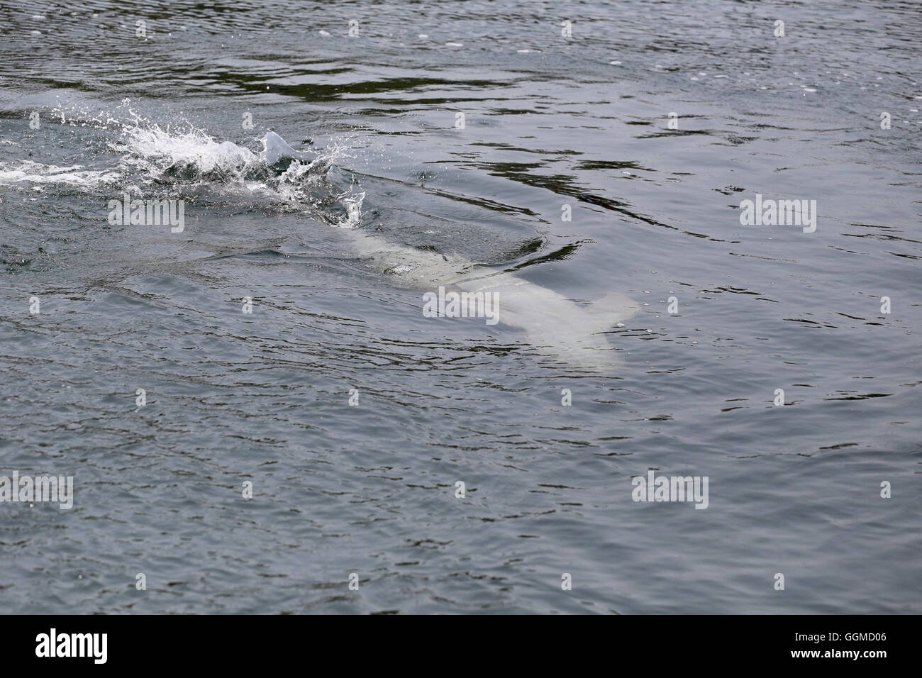 Dolphins is swimming water in the sea for the design animal background. Stock Photo
