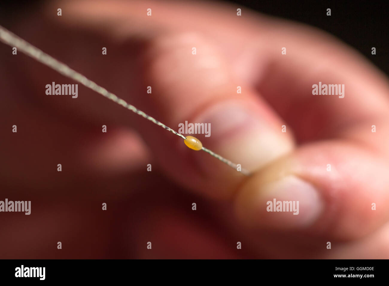 Man hand tying a fishing hook. Tie the rig. Selective focus. Tie Hook Close  Up. Tie Fishing Hook Tying a fishing hook Process Stock Photo - Alamy