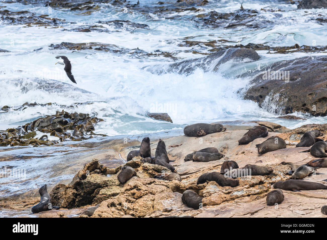 Great black-backed gull and fur seals at Shag Point, Palmerston, East coast of South Island, New Zealand Stock Photo
