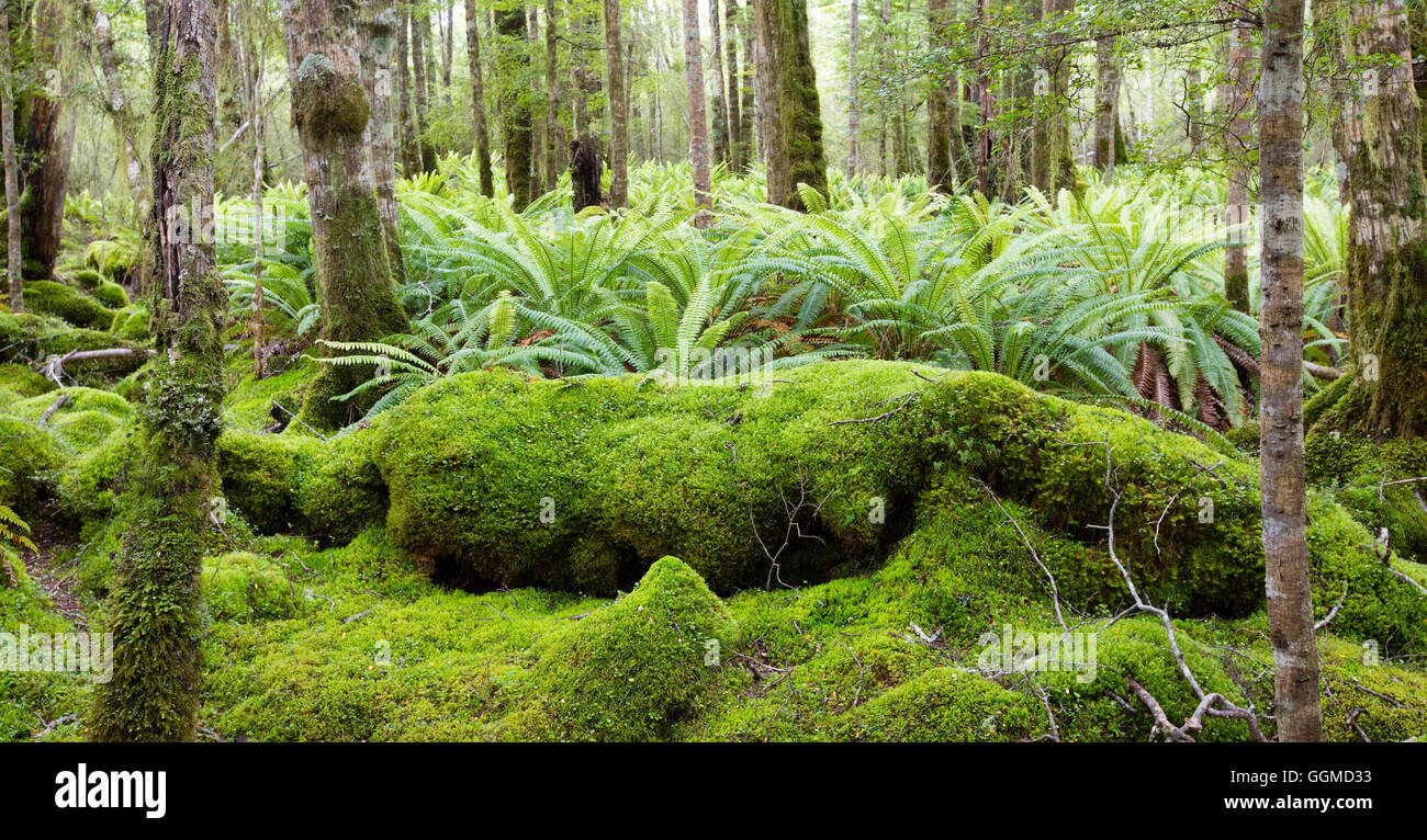 Ferns in the rainforest of Fjordland, at Lake Manapouri, Hope Arm, South Island, New Zealand Stock Photo