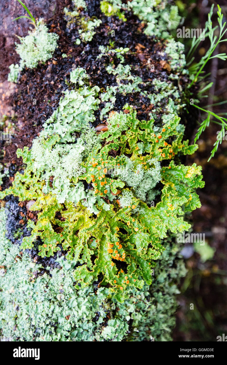 Lichens in the rainforest of Fjordland, South Island, New Zealand Stock Photo