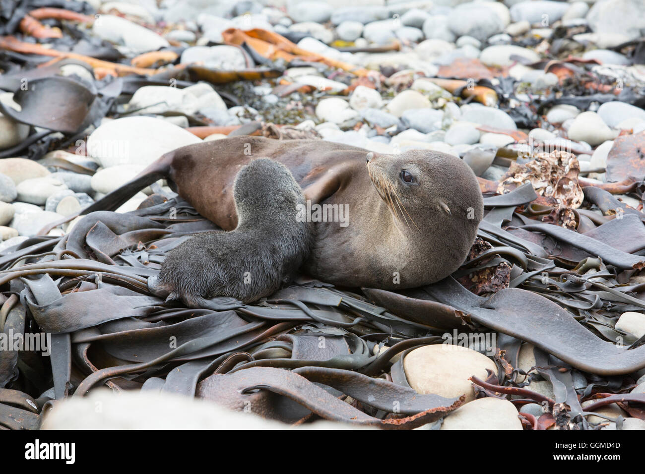Baby Fur Seal suckling with mother, Half Moon Bay, Kaikoura, South