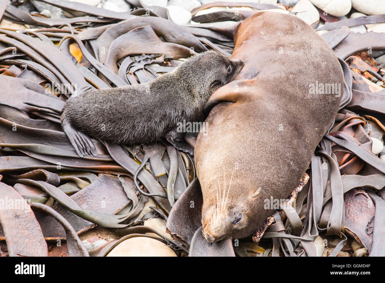 Baby Fur Seal suckling with mother, Half Moon Bay, Kaikoura, South Island, New Zealand Stock Photo