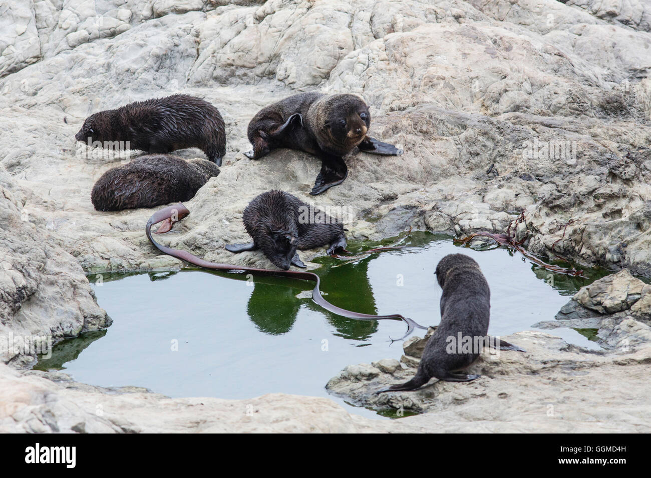 A group of Baby Fur Seals, Half Moon Bay, Kaikoura, South Island, New Zealand Stock Photo
