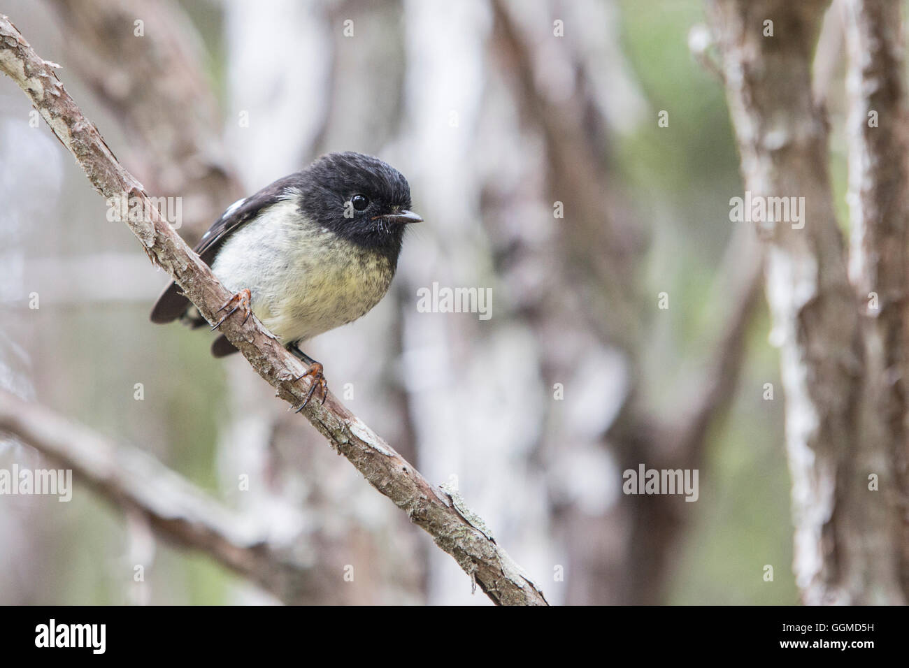 Robin, an endemic bird, Abel Tasman National Park, South Island, New Zealand Stock Photo