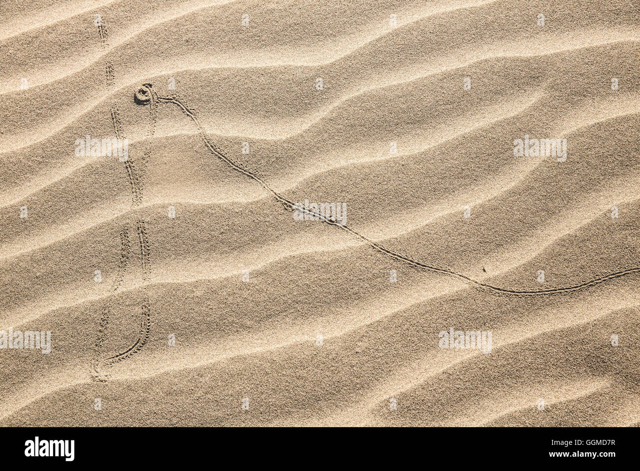 Track of a beetle or a lizard, Wharariki Beach at Farewell Spit, South Island, New Zealand Stock Photo