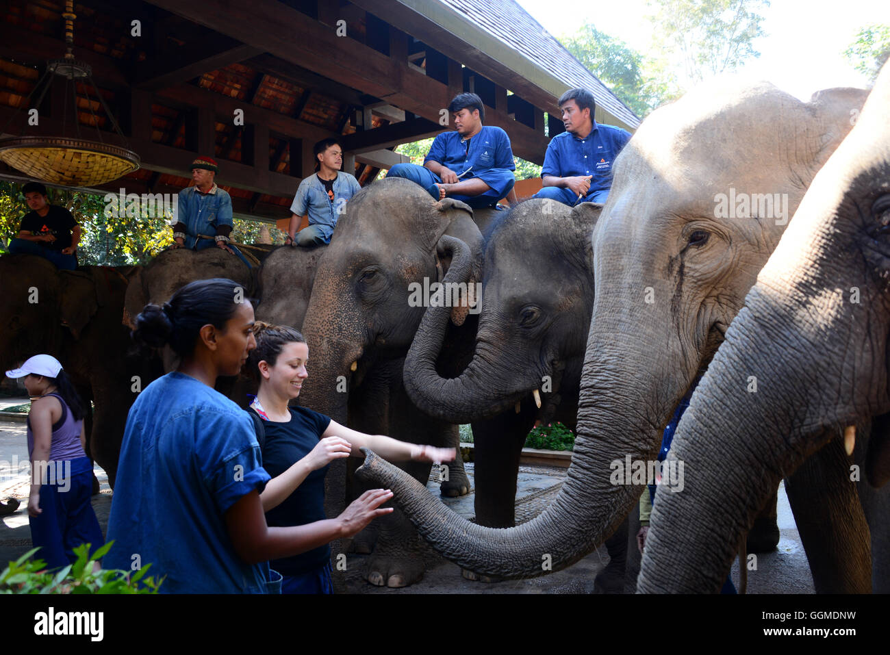 Elephant camp and resort, Hotel Anantara in the golden triangle near Sop Ruak, North-Thailand, Thailand Stock Photo