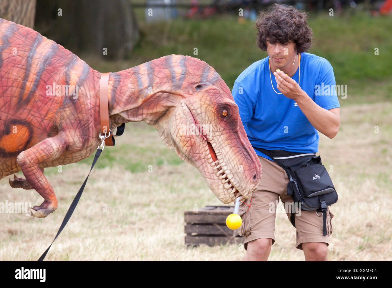 Hertfordshire, England, Circa July 2016, Andy Day, Actor and wildlife presenter at a live wildlife show interacting with dinosau Stock Photo