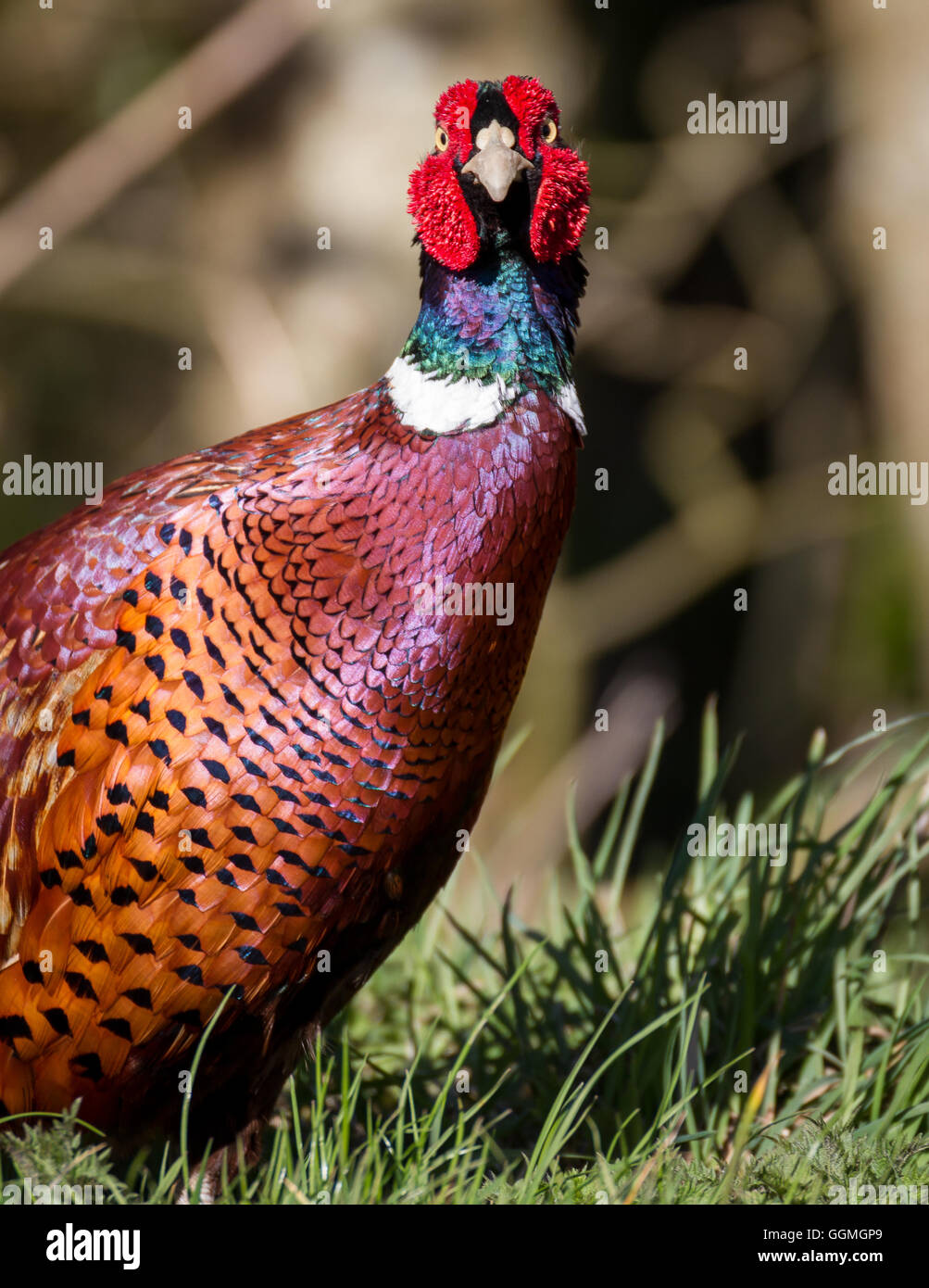 wild pheasant bird in the countryside Stock Photo