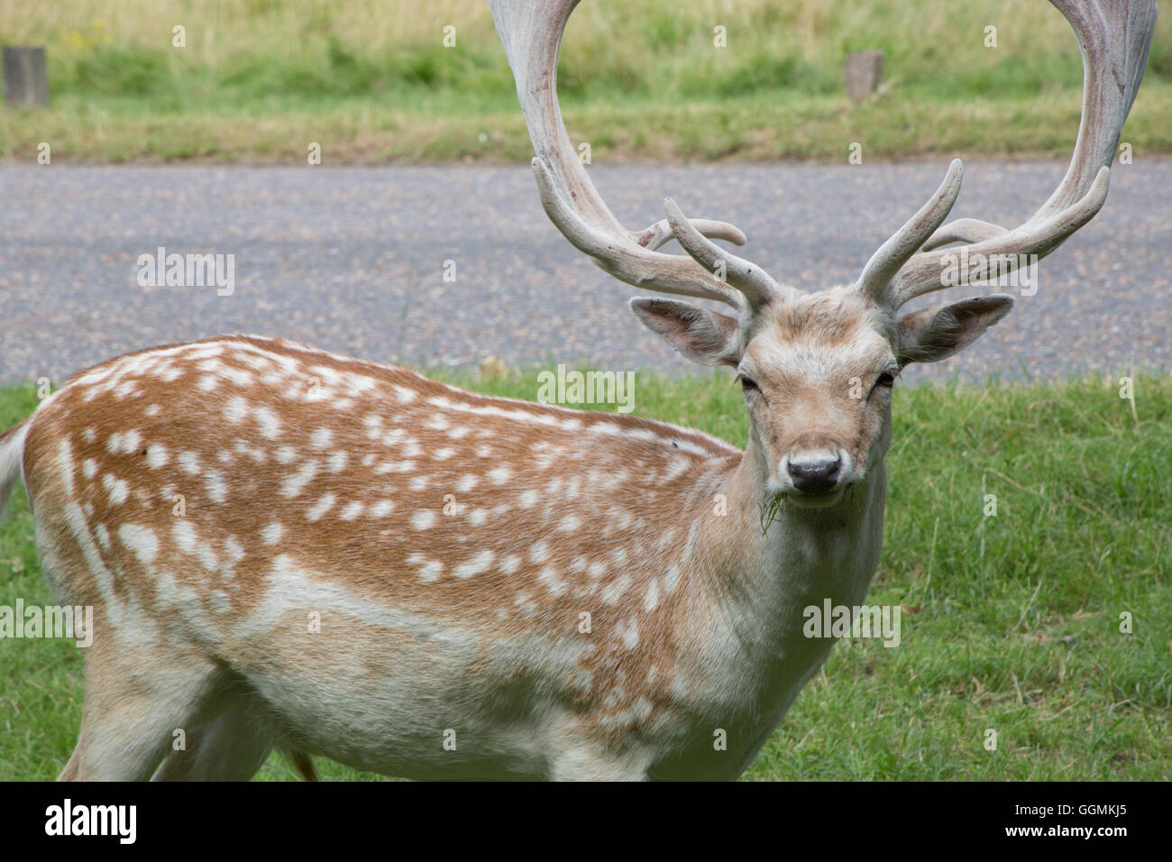 A view of deer in Richmond Park in London Stock Photo