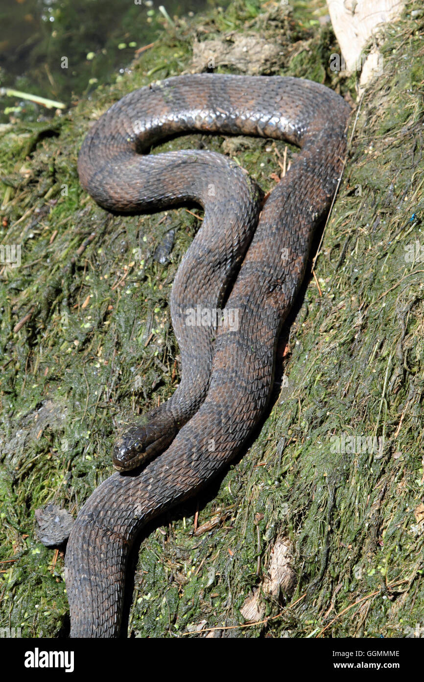 A Northern Water Snake, Nerodia sipedon sunning itself on a bed of algae at a park in Verona, New Jersey, USA Stock Photo