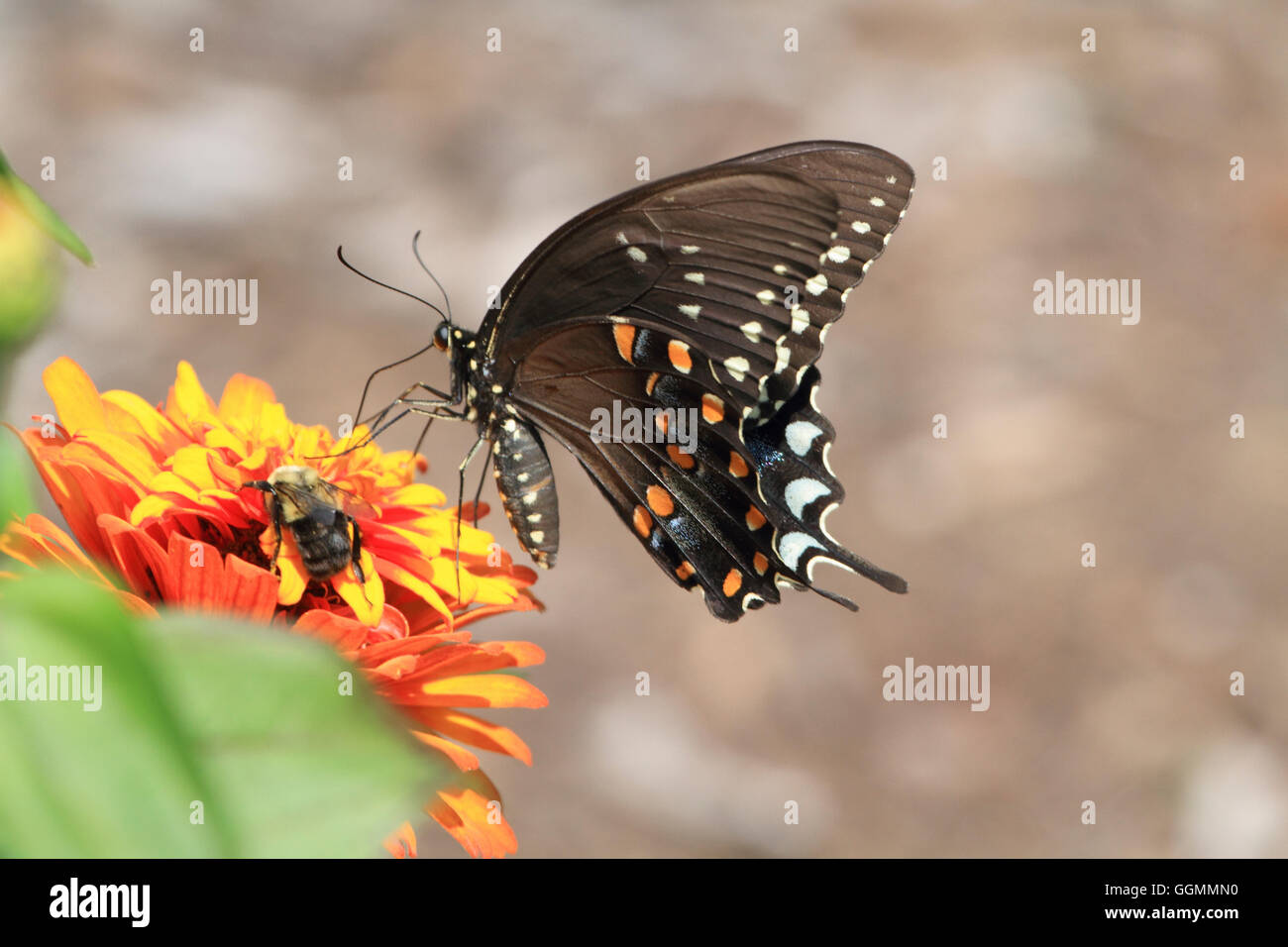An Eastern Black Swallowtail butterfly, Papilio polyxenes, feeding on a flower at a park in Verona, NJ, USA Stock Photo