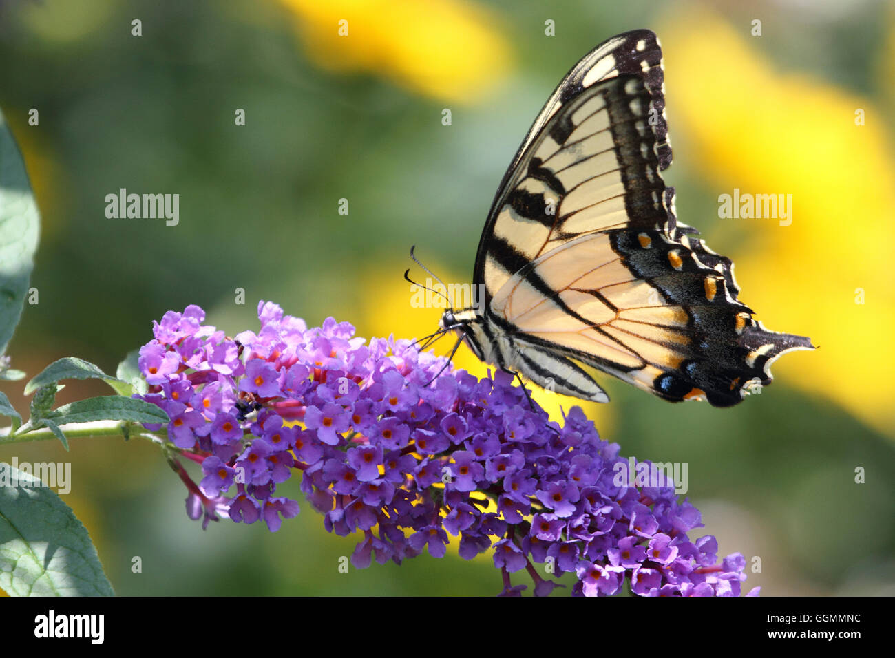 An Eastern Tiger Swallowtail butterfly, Papilio glaucus, feeding at a butterfly bush, Verona Park, NJ, USA Stock Photo