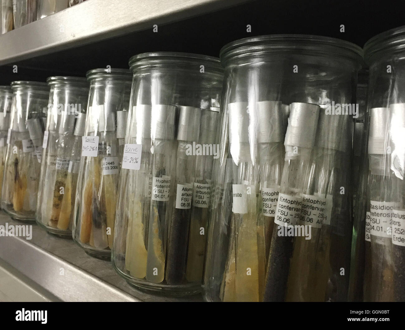 Jena, Germany. 22nd June, 2016. Mould fungus in containers at the Jena