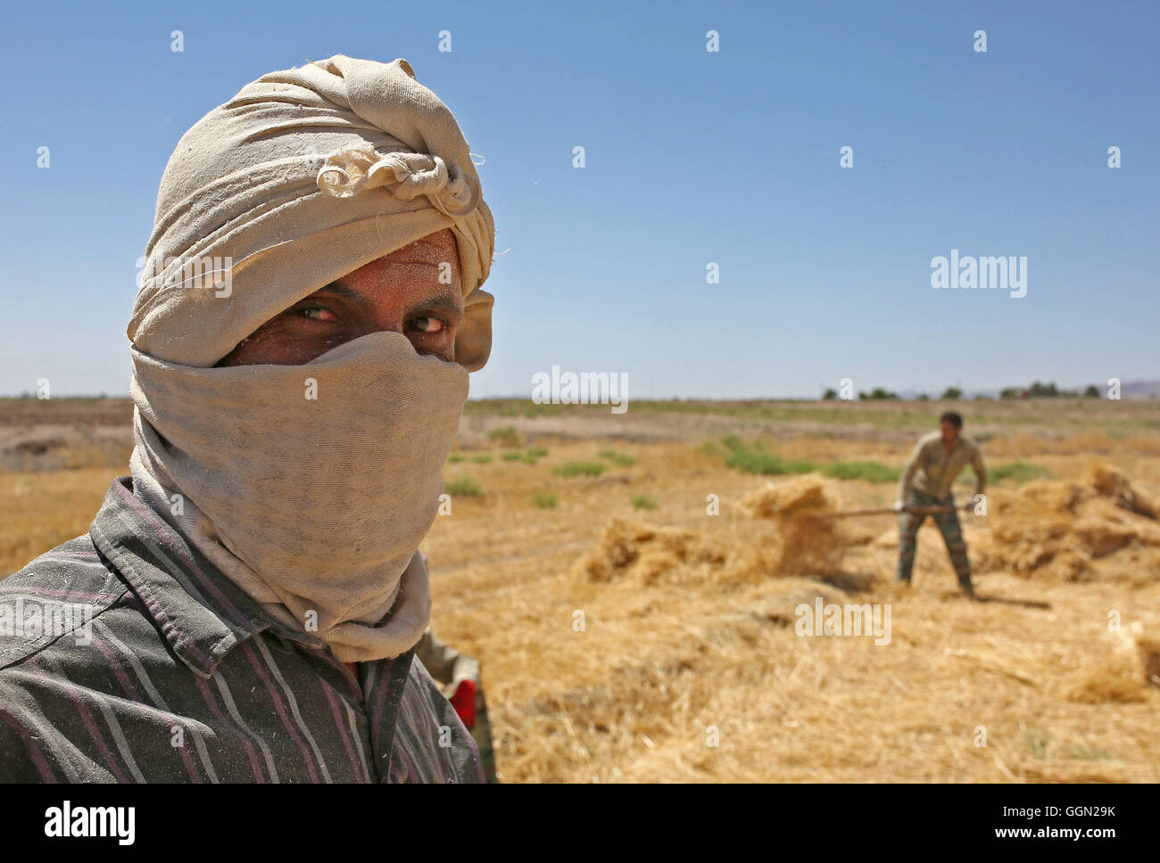 Tehran. 5th Aug, 2016. Iranian farmers work on a wheat field at a village in Khorasan Razavi province in the northeast of Iran, Aug. 5, 2016. © Ahmad Halabisaz/Xinhua/Alamy Live News Stock Photo