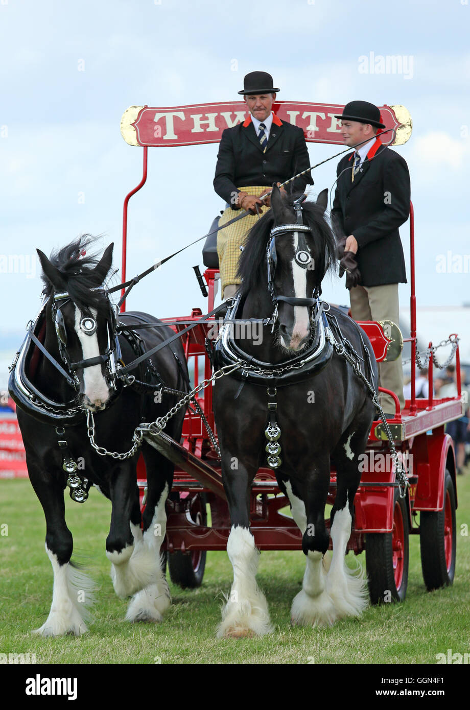Pair of Shire horses pulling a Thwaites dray wagon on the showground at the Emley Agricultural show, Emley, Huddersfield, England, UK in August 2016. Stock Photo