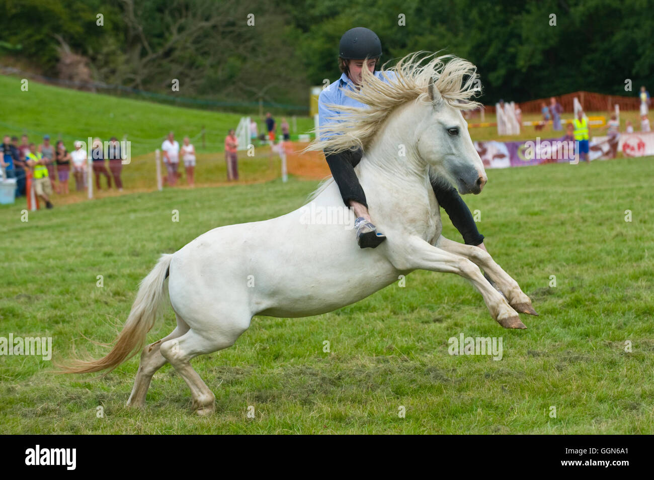 welsh-mountain-pony-show-high-resolution-stock-photography-and-images