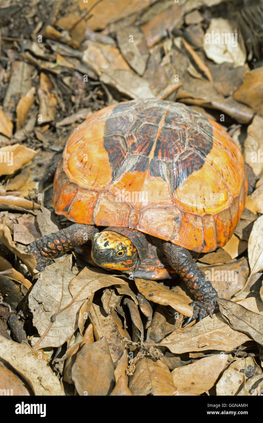 Indochinese Flowerback Box Turtle (Cuoro galbinifrons). Critically Endangered. Stock Photo