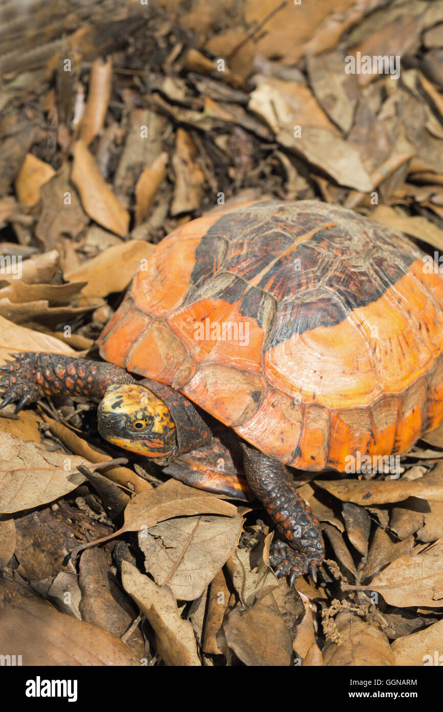 Asian Flowerback Box Turtle (Cuora galbinifrons). Stock Photo